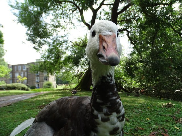 Duck of the day tweet media