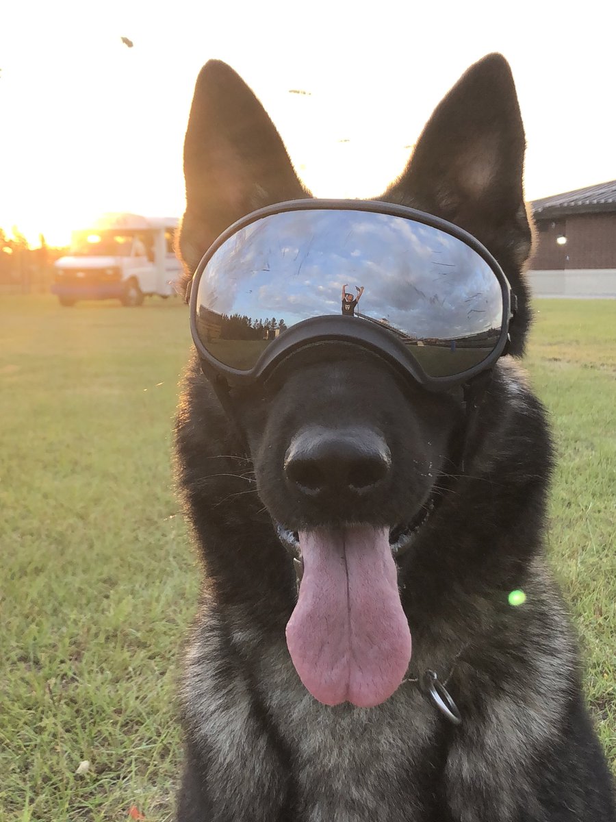 Ma says to swipe through these pics and like when you see it! #gsd #k9 #workingdog #morningfun #burst #k9apart #livepd #livepdnation