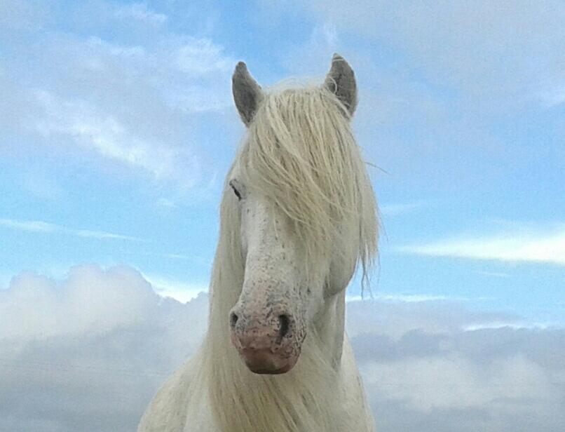 Eriskay pony... #Eriskay #OuterHebrides #nativeponies #rarebreeds #Scotland