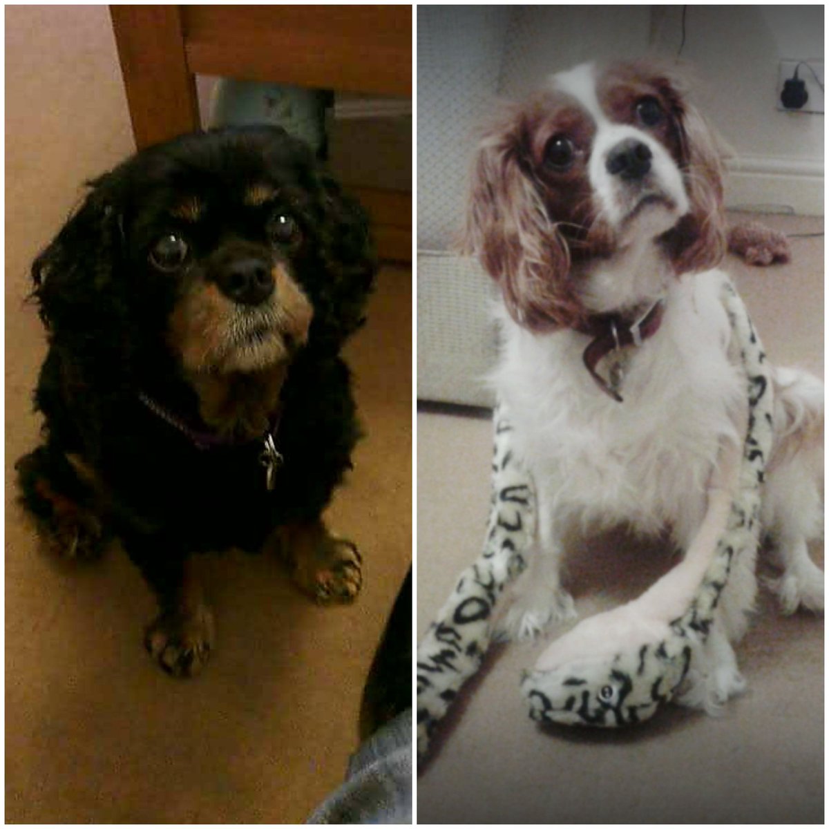 SneakyCavaliers's tweet photo. #NewProfilePic Lyla and Izzy... we miss them :( #izzycav #lylacav https://t.co/uRXbsUxMcG