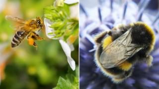 BlackBeeHoney's tweet photo. A children's guide to bee identification! https://t.co/S6gwNSvhXn #beeorwasp #bees https://t.co/WFWwnFgFhN