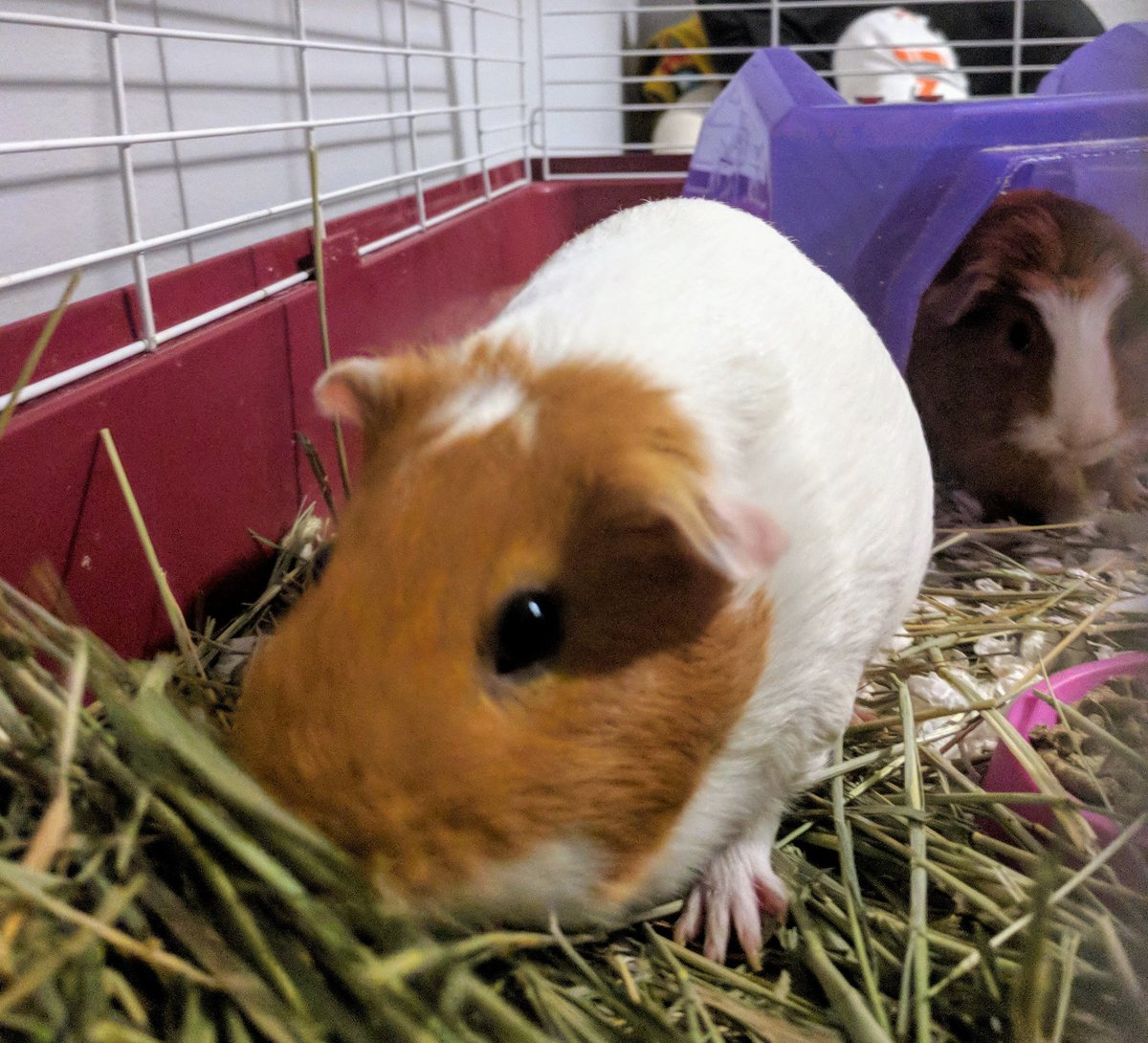 #IfAnimalsCouldText all their texts would begin with "hayy" not because they're saying hi, but because they want more of it #guineapig