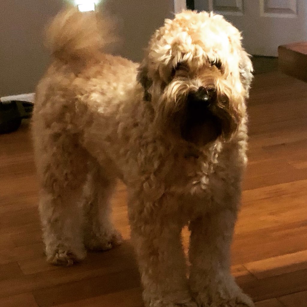 Ama777Mel's tweet photo. @cottonelle @dog_rates Is watson fluffy enough #TPDogDay #entry @cottonelle https://t.co/bSTZ5Cneiz