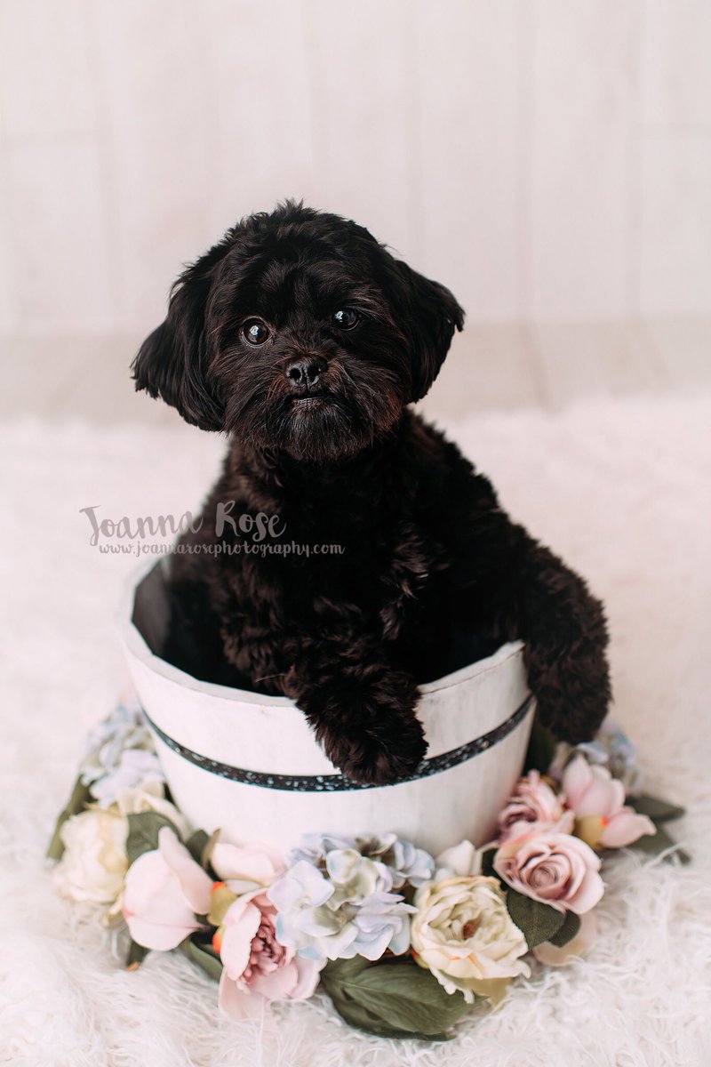 Pretty Little Bluebell #DogsOfLiverpool #Liverpool #PetPhotography