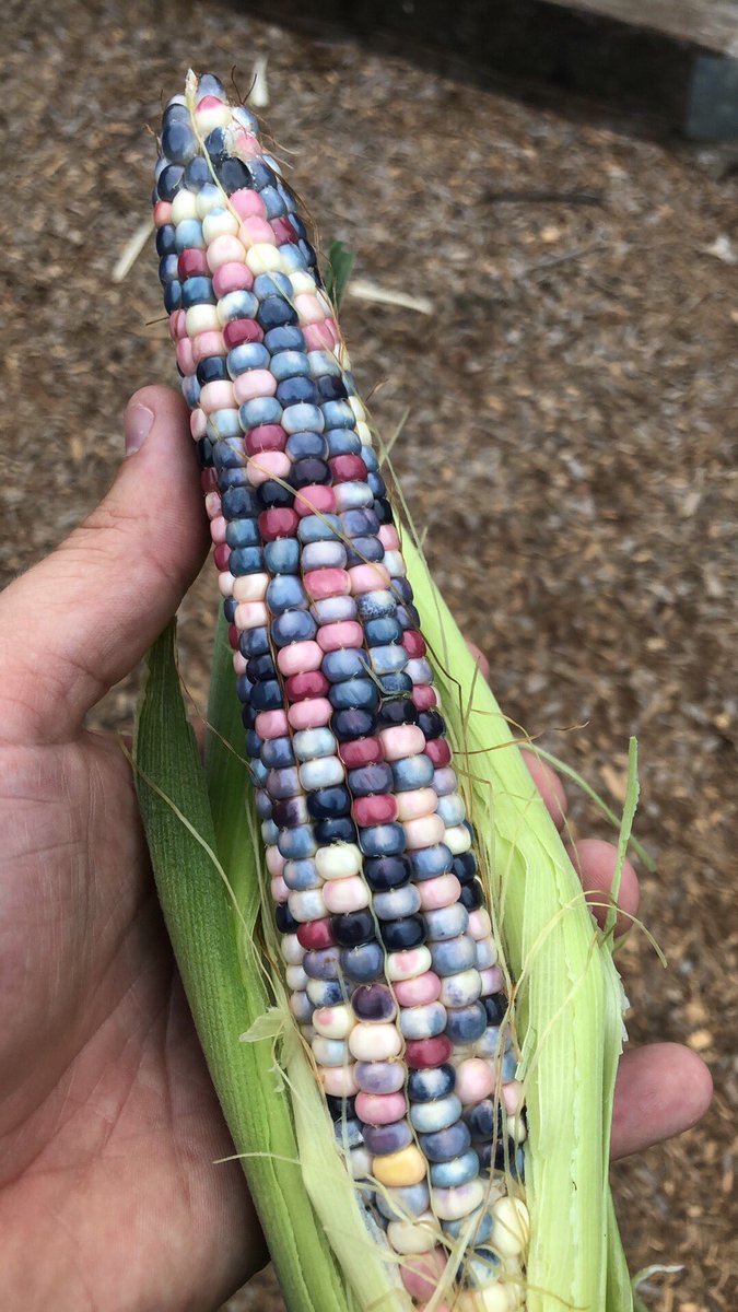 Baker Creek Seeds (@rareseeds) | Twitter