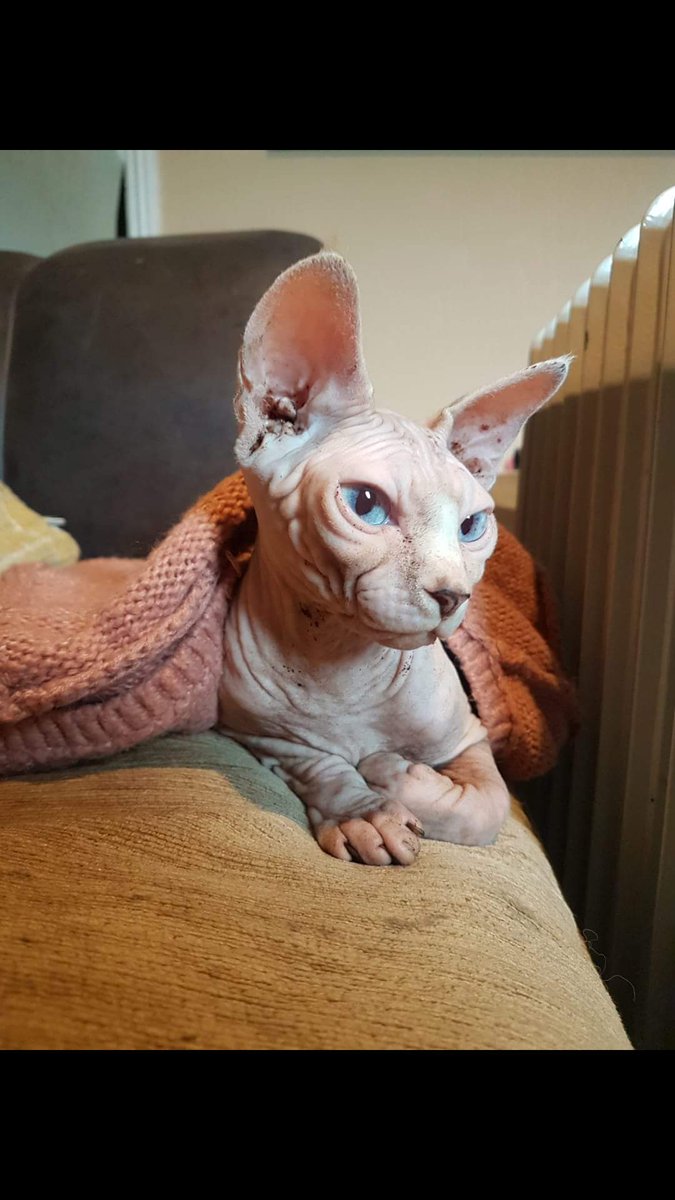 _purple_witch's tweet photo. ๐๐๐โค Thanks so much for all your retweets!! Chicken is now home safe where she belongs ๐๐๐โค Cannot thank you enough for all your help #FindChicken #ChickenFound #Thankyou https://t.co/q9Hhpwga9b