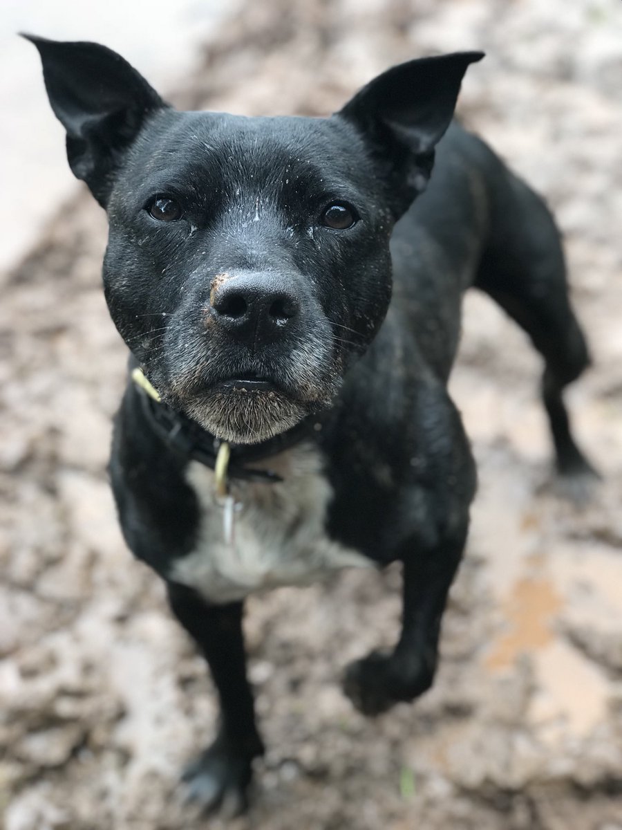It’s #StaffieSaturday Thank you to all my new followers I’m so lucky to have so many amazing people following my journey through life from #rescuedog to #Policedog I could never of dreamed 4 years ago when I was in Kennels’s that I would have an amazing job with 12,000 followers