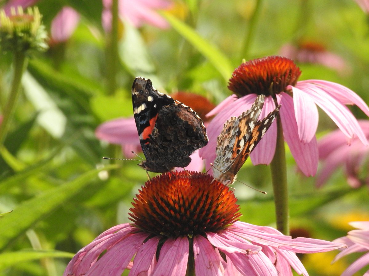SevenLakesNS's tweet photo. Our butterfly garden has been busy this year.  Come by the Experience Centre on September 8th for a Walk with Neil to see our beautiful walking trails and wildlife. #summer2018 #walkwithneil #butterflygarden https://t.co/SimZkWnmNj