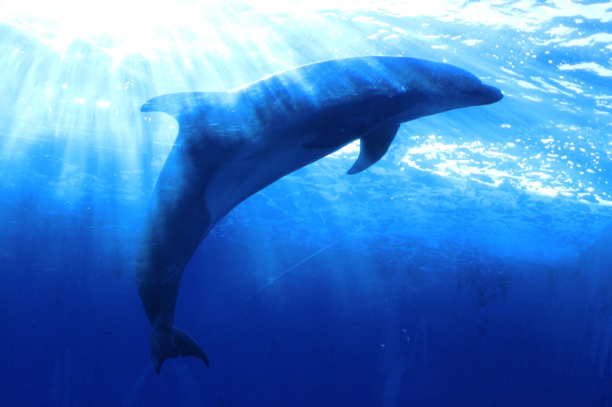 Ruhiat 思考行結 イルカ綺麗な三日月型に撮れた 加工なしだけど神々しい雰囲気に Ruhiaphoto 一眼レフ