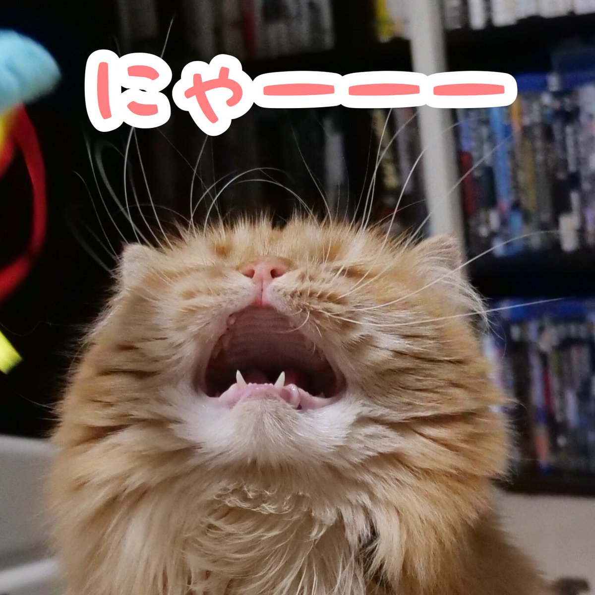 しっしー 猫youtuber 地方創生 A Twitter こんばんは 残念がるマンチカンズのうららちゃん どーしたのかは ブログで T Co Px78vkm8uc マンチカンズ マンチカン ねこ 猫 ねこ部 Cat しっしー 猫youtuber 地方創生 A Twitter こんばんは 残念がるマンチカンズのうららちゃん どーしたのかは ブログで T Co Px78vkm8uc マンチカンズ マンチカン ねこ 猫 ねこ部 Cat