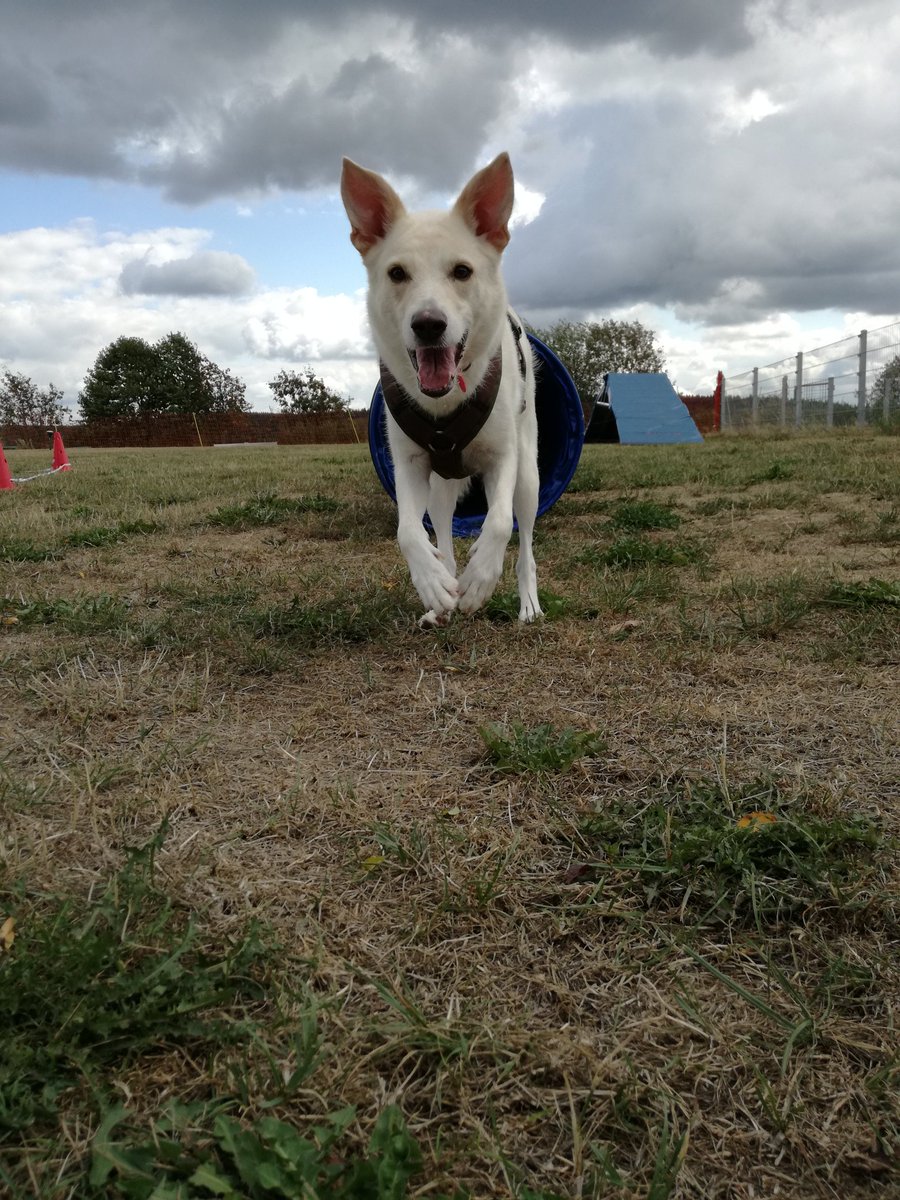 PatrickGelbach1's tweet photo. Endlich wieder spaß zusammen
#Hundeplatz
#Longieren
#Tunnel https://t.co/PZrnqOioE2
