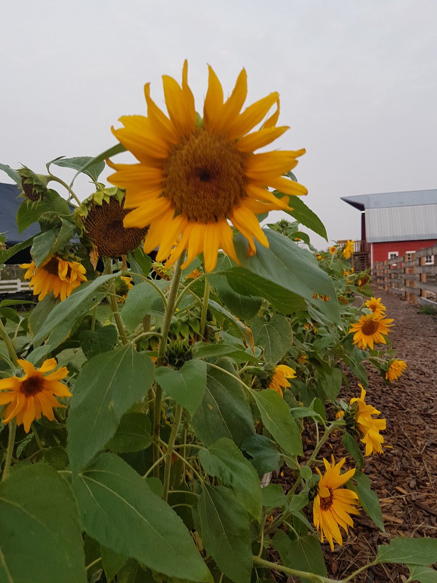 BreakfastFarm's tweet image. Today is the day! Come join us from 8am-12pm!