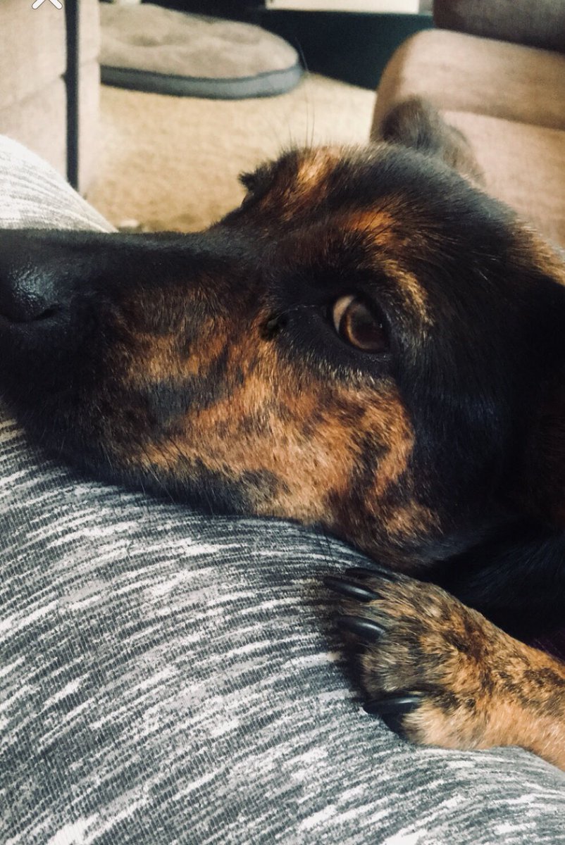 peppermcknight's tweet photo. @IJasonAlexander - meet my new dog ‘Seven’!!! https://t.co/FJEtLZNrWk