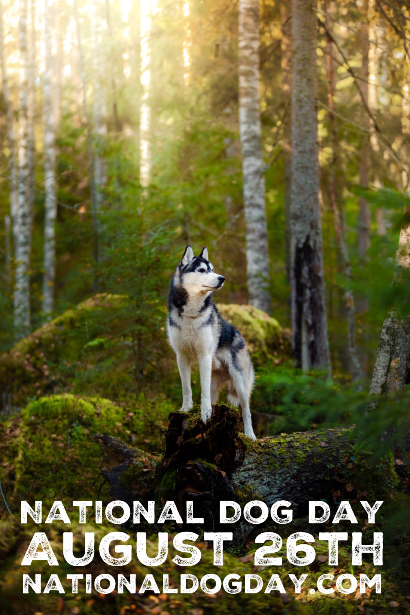 National 2025 husky day