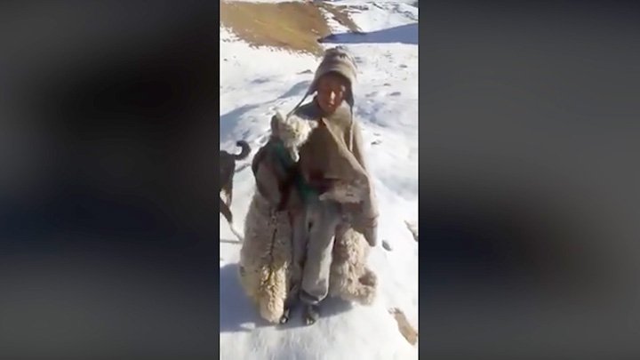 larepublica_pe's tweet photo. #VIDEO | Niño que arrastra a sus alpacas muertas hace urgente pedido a Martín Vizcarra ►https://t.co/NHSKIglqb8 https://t.co/CR5u11p3OO