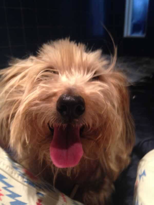 Morphosyntactic Issues in Second Language