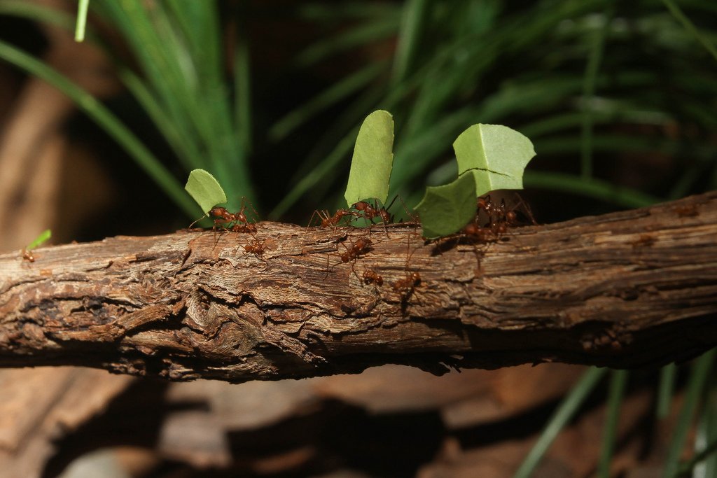 CincinnatiZoo's tweet photo. During the year of the World of the Insect’s 25th anniversary in 2003, the Zoo claimed AZA’s Significant Achievement Award for work with the leaf-cutter ant. https://t.co/NxfiYaWGZc #40YearsofInsects https://t.co/PmHQtLbGU1