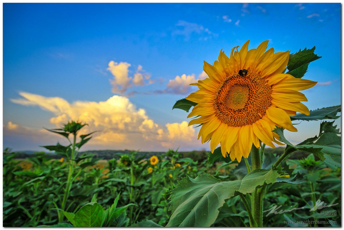 Wx_Chaser's tweet photo. Morning sunrise storms and sunflowers. #kswx https://t.co/EC63MZz9Rt