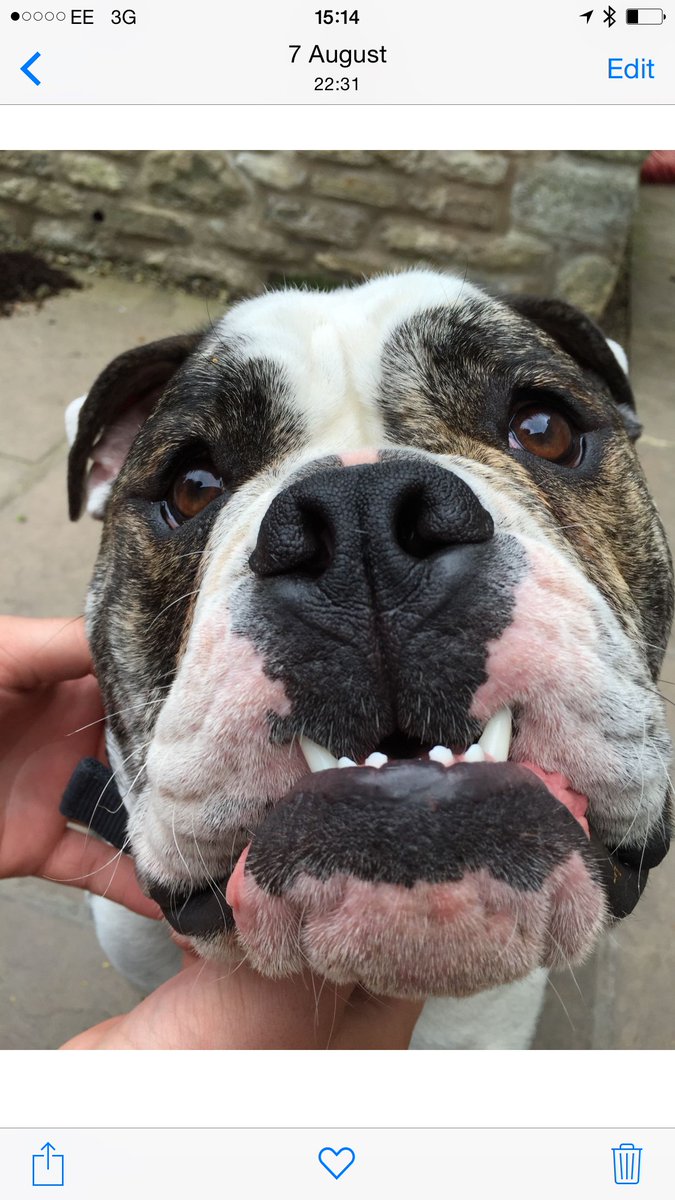 My handsome dog missed me today. Think he needs his portrait photo in a #bespokeframe #bulldog #dogartists