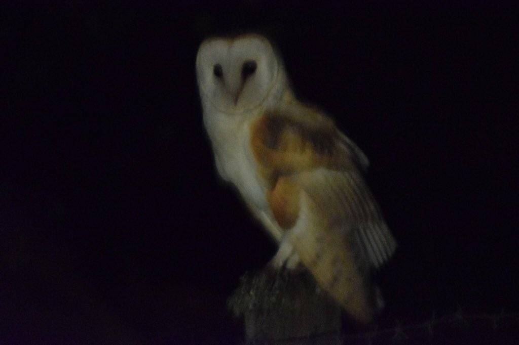Wildlife Sightings On Twitter Rt Anastaciaaldri2 My First Barn