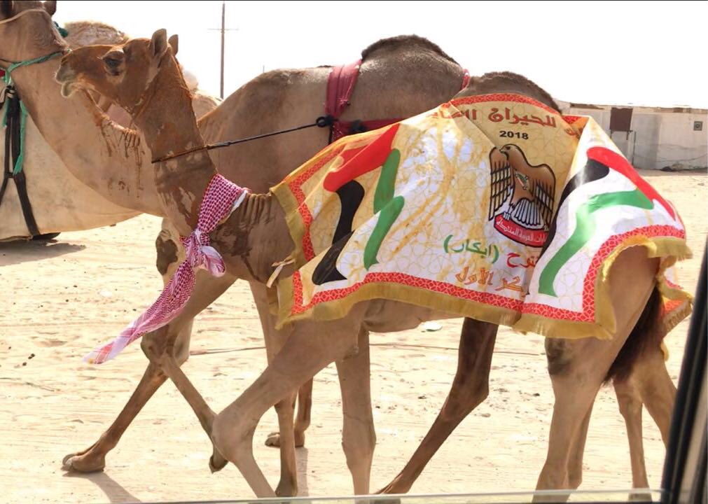 🔥 *لجامه*  🔥

الاب:-  شاهين الحساني 
الام :-  بنت شاهين بنقنزول 
المالك حميد بالشرف راعي وطن 
تصوير اليوم متنومسه ف رزين