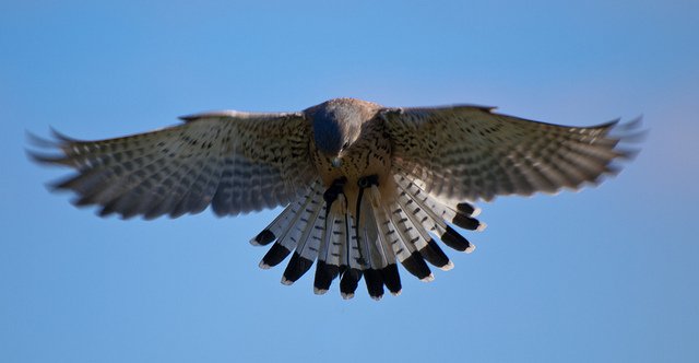 The Windhover spreadingthebirdword.wordpress.com/2018/08/25/the…