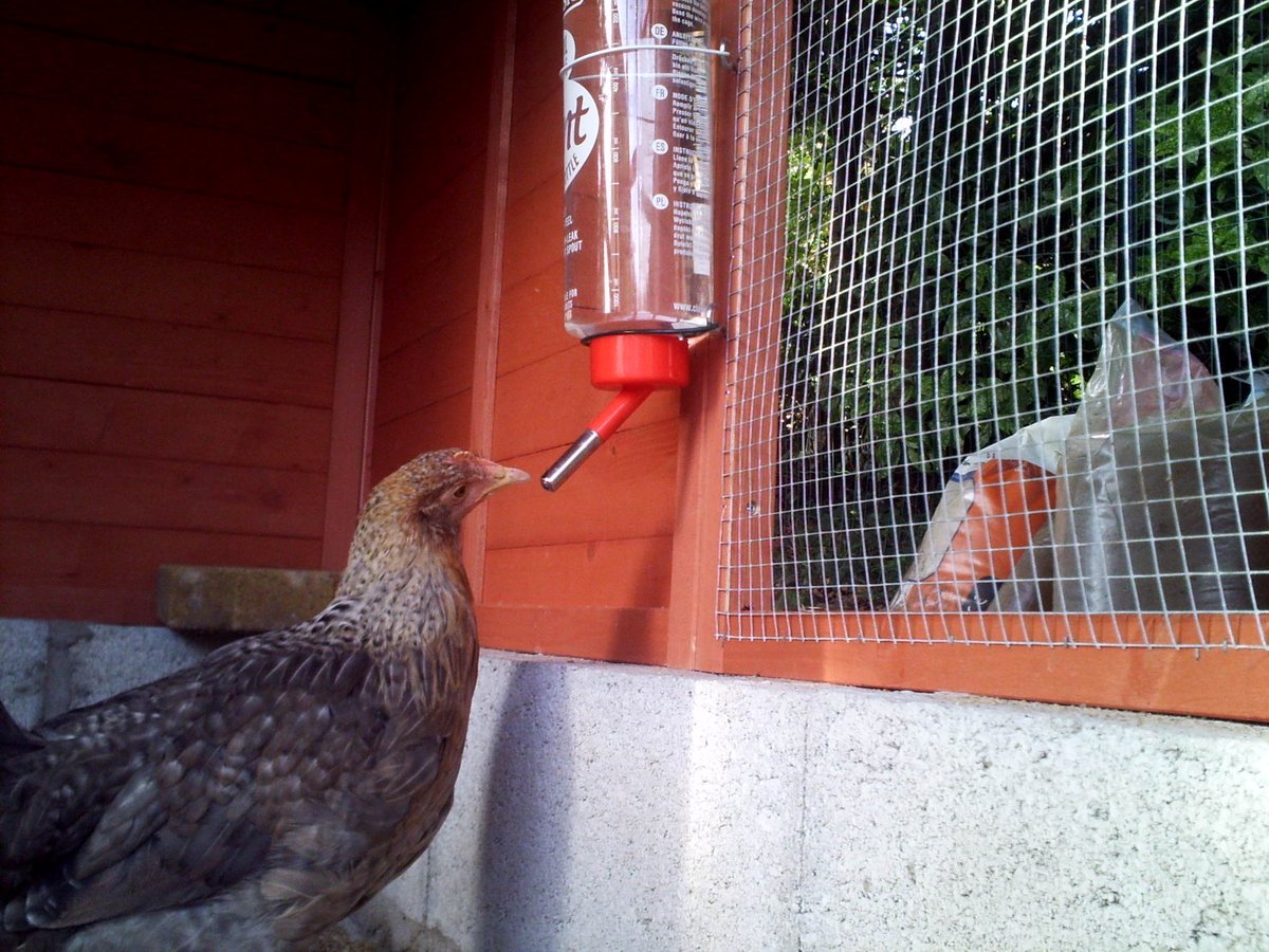 MyChickenSchool's tweet photo. 1/3 
Here is my #chicken #Blålig. Unfortunately Blålig and her fellow chickens were killed by a stray dog. Blålig inspired me to start the #ChickenSchool #EcoleDesPoules
These photos show Blålig discovering how to drink water from a bottle.  And later... See Tweet 2/3 and 3/3 https://t.co/HGcIRL4urw
