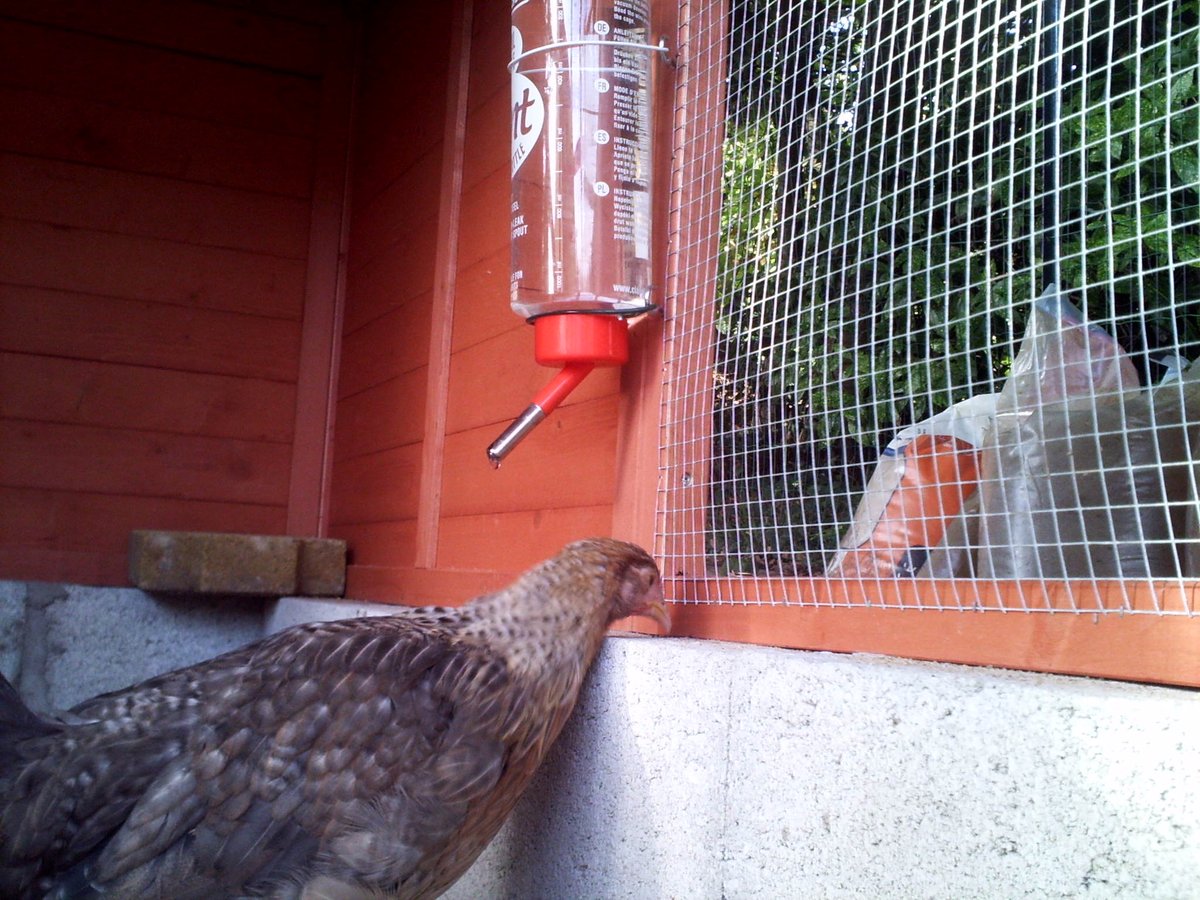 MyChickenSchool's tweet photo. 1/3 
Here is my #chicken #Blålig. Unfortunately Blålig and her fellow chickens were killed by a stray dog. Blålig inspired me to start the #ChickenSchool #EcoleDesPoules
These photos show Blålig discovering how to drink water from a bottle.  And later... See Tweet 2/3 and 3/3 https://t.co/HGcIRL4urw