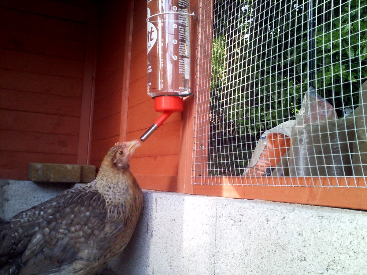 MyChickenSchool's tweet photo. 1/3 
Here is my #chicken #Blålig. Unfortunately Blålig and her fellow chickens were killed by a stray dog. Blålig inspired me to start the #ChickenSchool #EcoleDesPoules
These photos show Blålig discovering how to drink water from a bottle.  And later... See Tweet 2/3 and 3/3 https://t.co/HGcIRL4urw