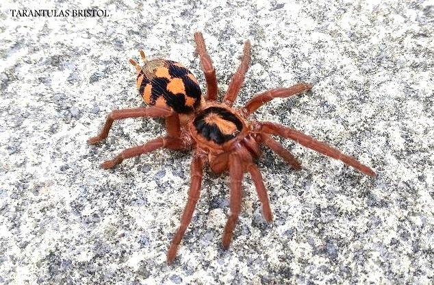 Tarantulas Bristol tweet media