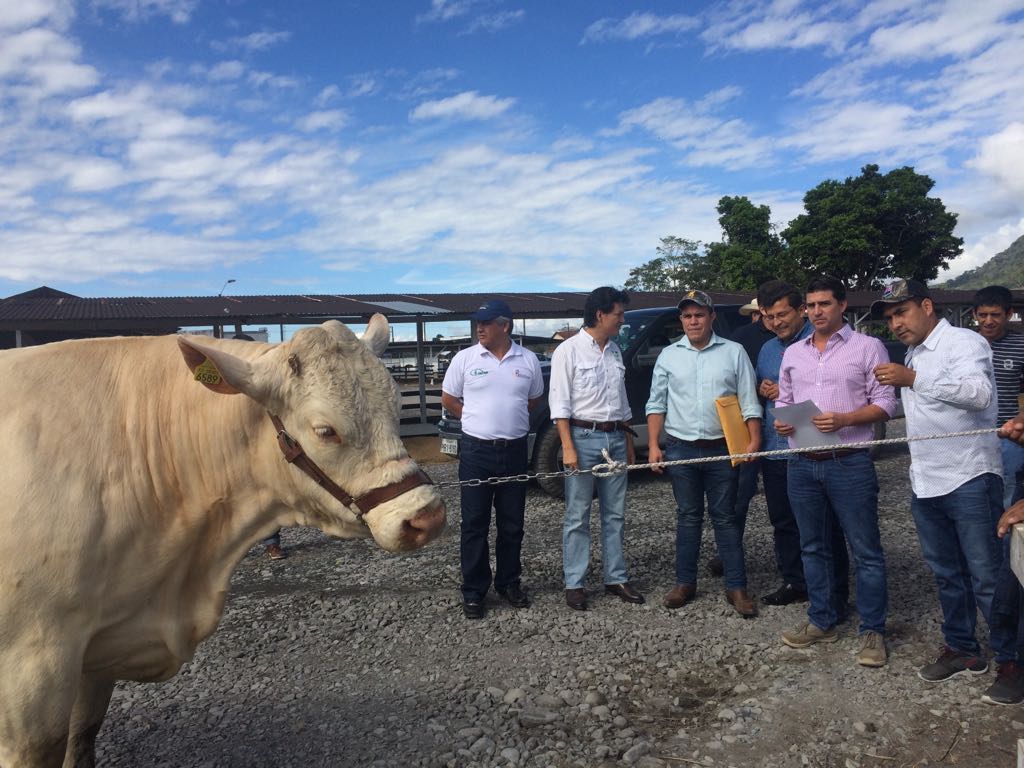 AgriculturaEc's tweet photo. Ganaderos de la Asociación Charolais de #MoronaSantiago mantuvieron una reunión con ministro Xavier Lazo, quien entregó el permiso sanitario de funcionamiento de @Agrocalidad, previo a la realización de la 8va Feria Blanca, que se realiza desde hoy en el Recinto Ferial de #Macas. https://t.co/g5Sp3f4wk4