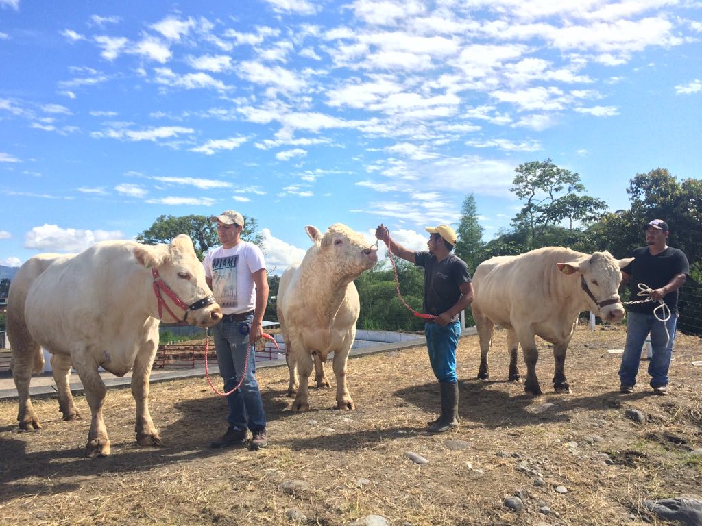 AgriculturaEc's tweet photo. Ganaderos de la Asociación Charolais de #MoronaSantiago mantuvieron una reunión con ministro Xavier Lazo, quien entregó el permiso sanitario de funcionamiento de @Agrocalidad, previo a la realización de la 8va Feria Blanca, que se realiza desde hoy en el Recinto Ferial de #Macas. https://t.co/g5Sp3f4wk4