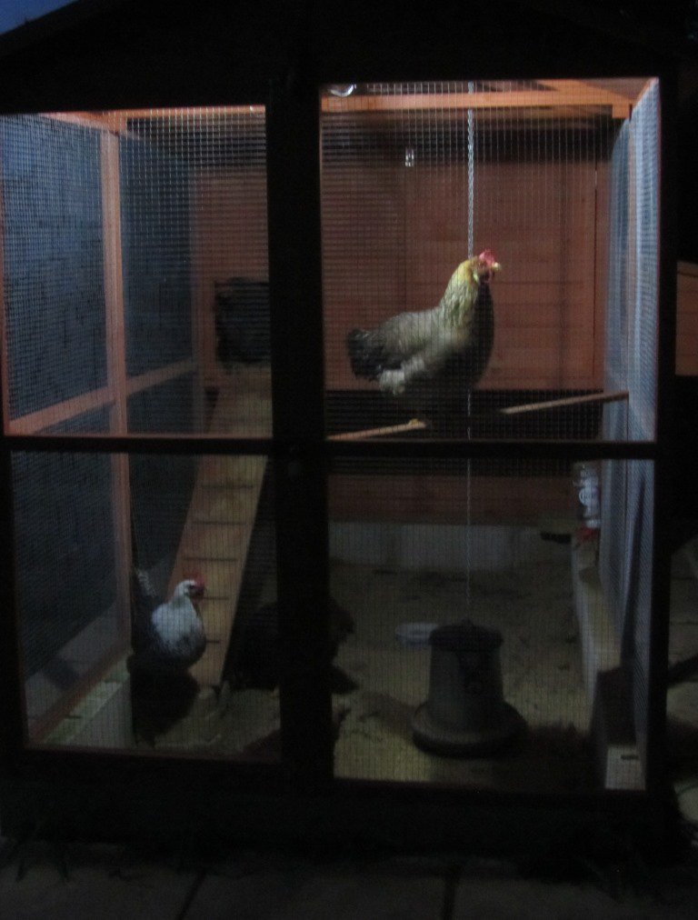 MyChickenSchool's tweet photo. 3/3
We humans have automatic street lighting, my #chickens had #Blålig to turn on the light. Some weeks after Blålig started to switch on the light when it got dark, her fellow chickens found out that they could walk around in the #chicken house until Blålig went to sleep. https://t.co/rCBaPqYBAE