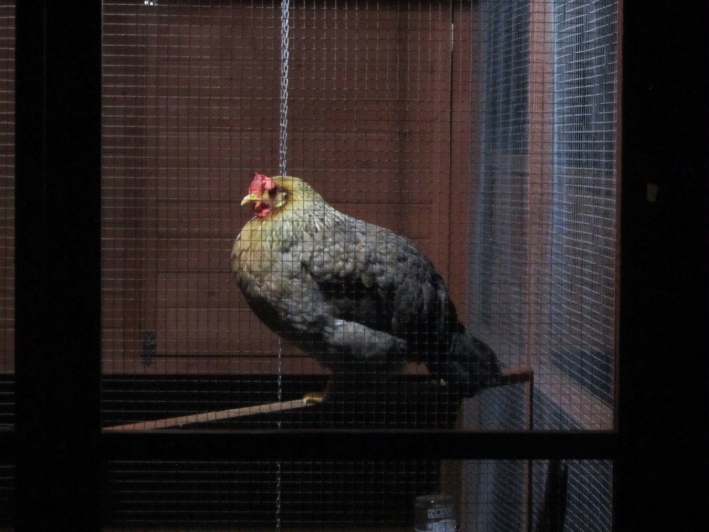 MyChickenSchool's tweet photo. 3/3
We humans have automatic street lighting, my #chickens had #Blålig to turn on the light. Some weeks after Blålig started to switch on the light when it got dark, her fellow chickens found out that they could walk around in the #chicken house until Blålig went to sleep. https://t.co/rCBaPqYBAE