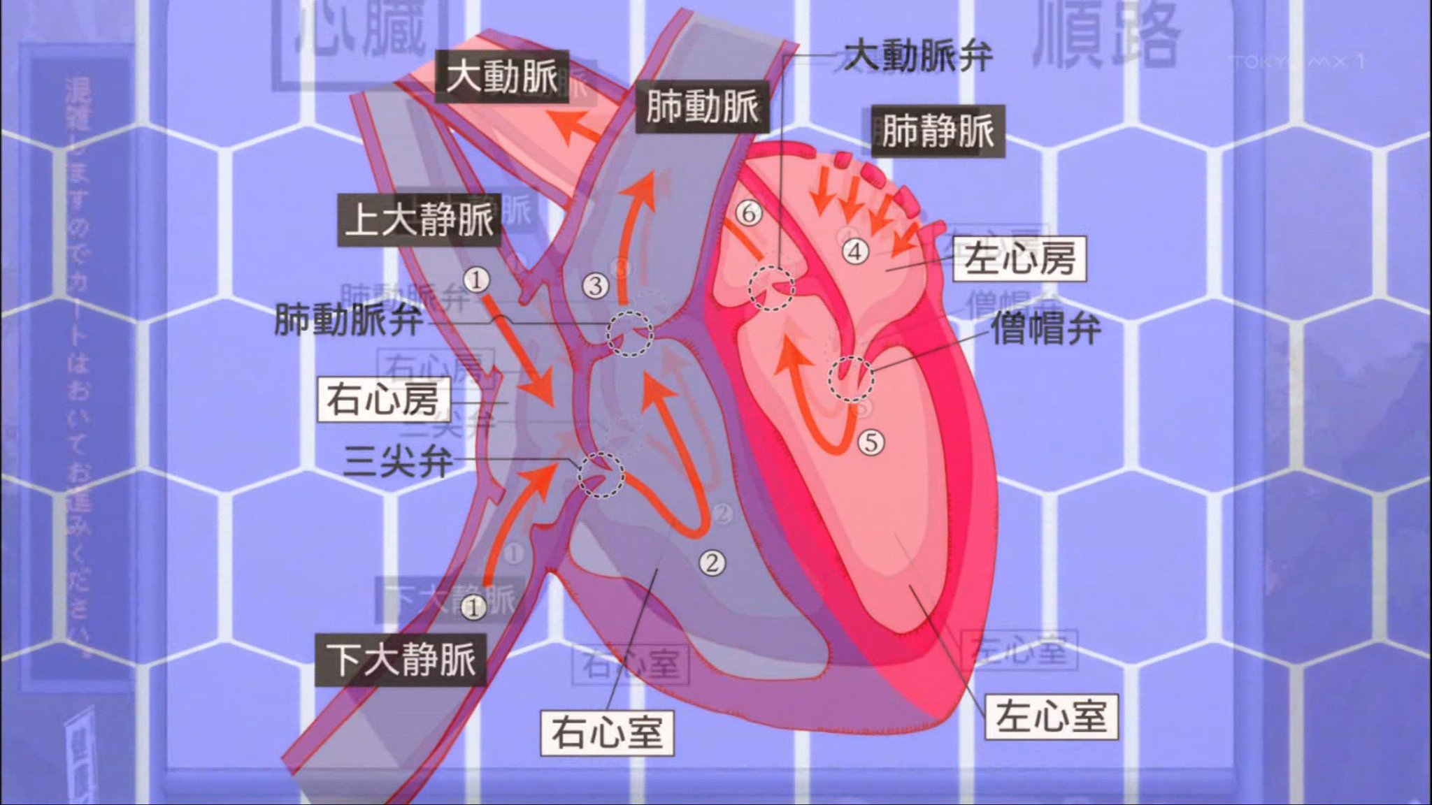 新装版 血液細胞アトラス 1: イラストと写真でみる血液細胞の