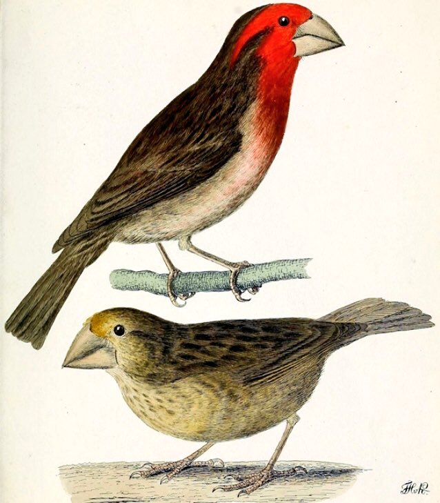 LostSpeciesDay's tweet photo. 190ya, in 1828, was the 1st &amp; last scientific recording of the Bonin grosbeak. Permanent historic-era settlement of the Bonin (now Ogasawara) archipelago began in 1830. Settlers bought invasive species &amp; deforestation. #extinction was the result for this distinctive finch species https://t.co/vi8sKB1IPe