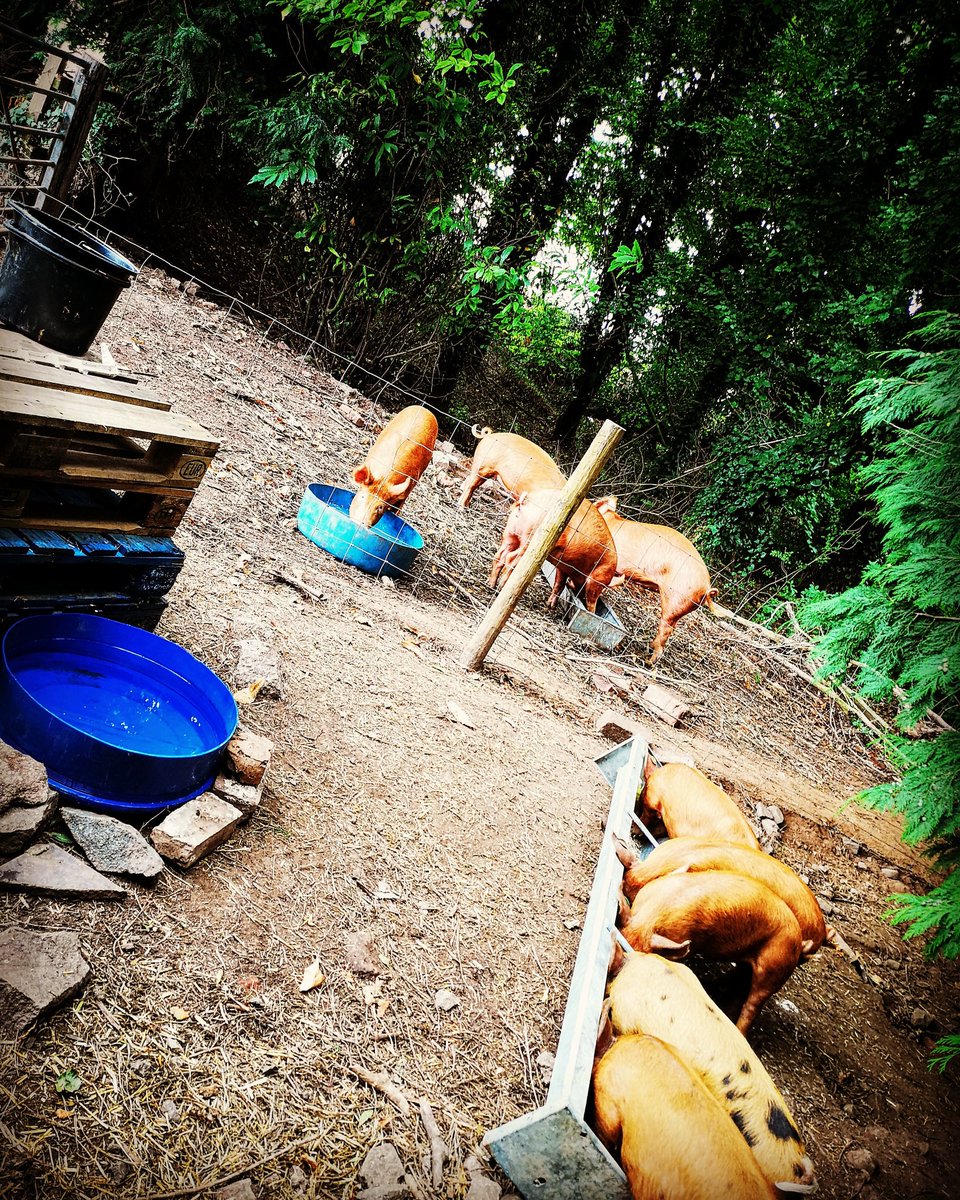 CountryPigs's tweet photo. My pig empire is growing fast! 
#rarebreed #freerange #Tamworth #oxfordsandyandblack #pigs #feeding #Shrewsbury #Shropshire #CrueltyFree #British #pork https://t.co/8PKwznXZgW