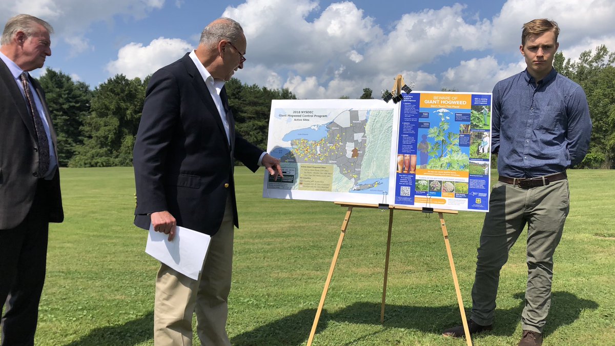 SenSchumer's tweet image. Giant Hogweed is a dangerous invasive plant that can cause extreme burns &amp;amp; even blindness - &amp;amp; it’s running rampant through Western NY.

I joined local officials in Bennington yesterday to call on the USDA to immediately boost ongoing local efforts to eradicate this harmful plant.