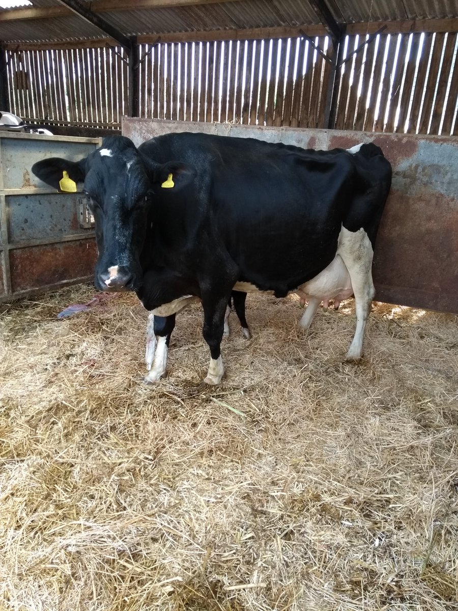 DistinctiveHols's tweet image. 93point Goldwyn just had calf (bull) no 11 completed over 105 tonnes last lactation # morelikeher