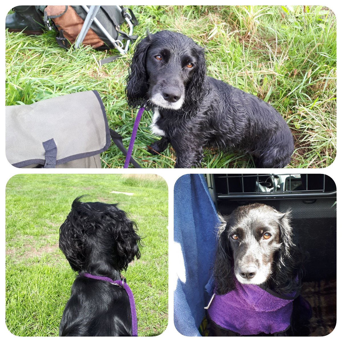 irmavanhoeven's tweet photo. Geen beker, maar wat ben ik blij en trots op deze kleine meid! Voor mij goud waard!🥇@KeesTingeling #meedoenisbelangrijkerdanwinnen #workingtest #pip #cocker #workingcockerspaniel #spaniel #lovemydog #workingcocker #cockerspaniel #cockersoftwitter #DogsOfTwitter https://t.co/Ryncvs2ETV