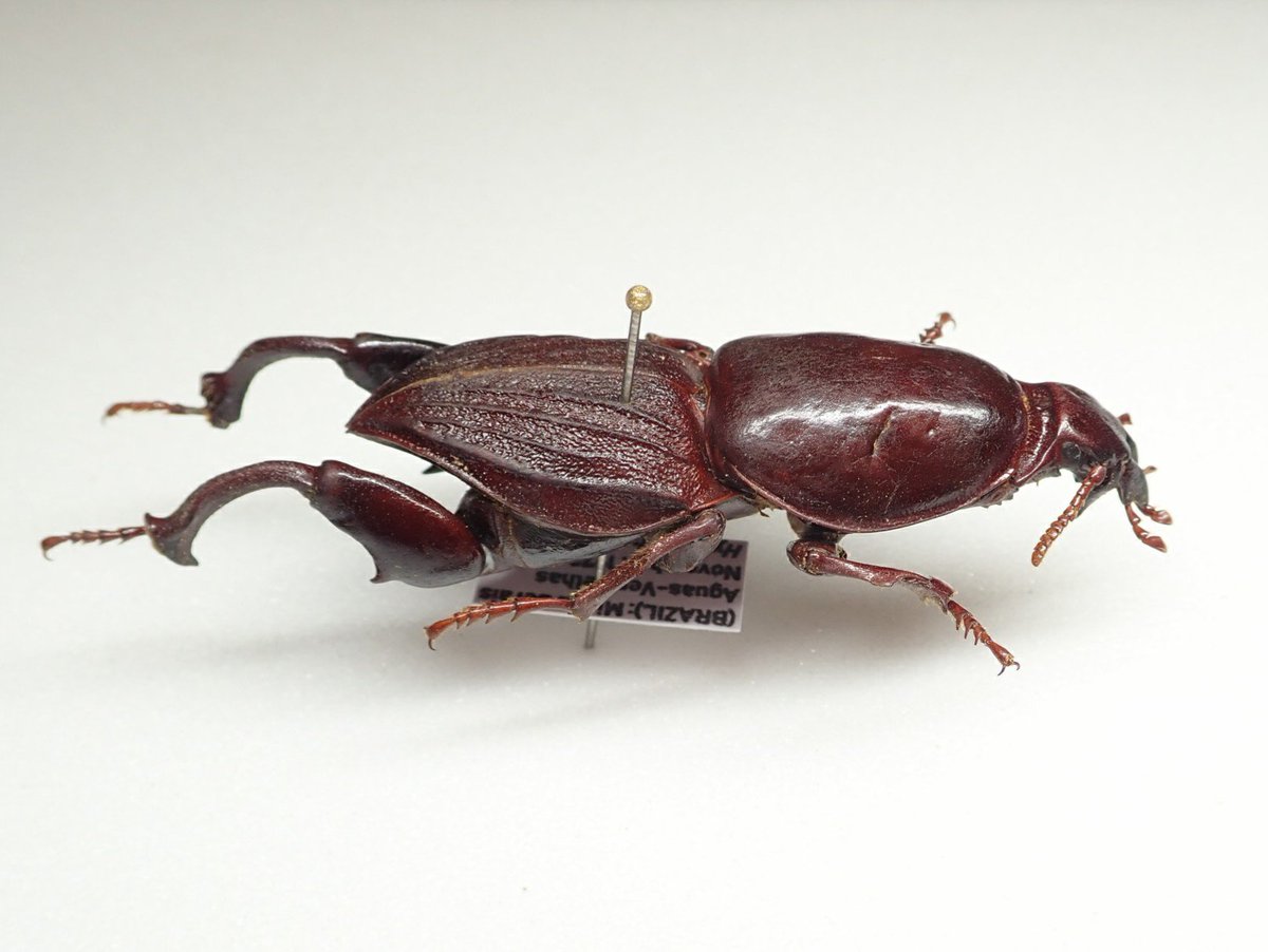 パラタイプ　カミキリ　標本 パラタイプ カミキリ 標本