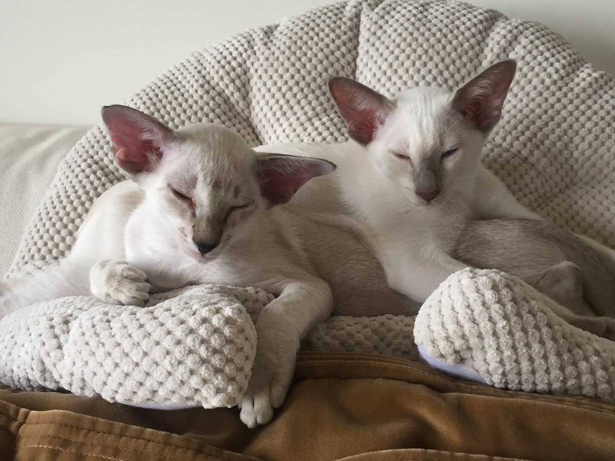 BernadetteGoos2's tweet photo. Na lang verdriet eindelijk weer vrolijkheid in mijn huis.#katten #Siamese #raskatten https://t.co/FqLC0nHRmb
