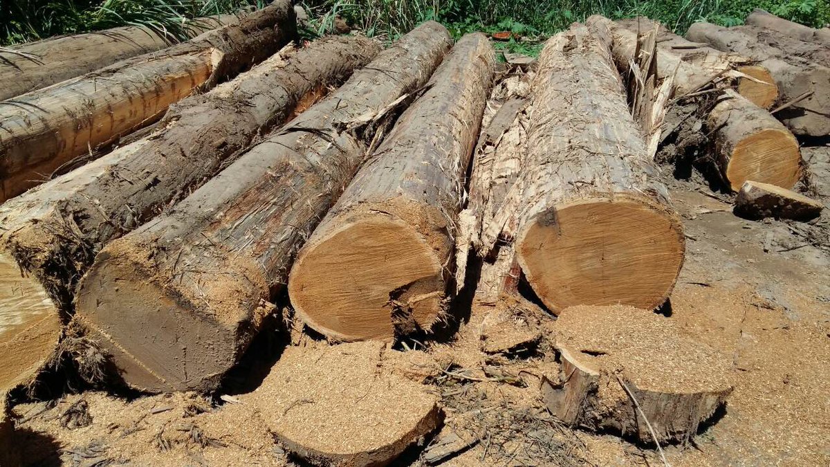 Superdecking's tweet image. Germany issued a press release for operators on the steps to undertake for #teak from Myanmar in the framework of the due diligence process. They will give four weeks to importers to prove the legality of the shipment.Otherwise, the shipment will have to be sent back to Myanmar