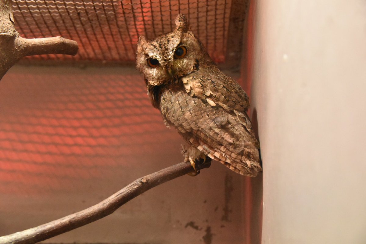 134 7 24 日本平動物園 ほかの夜行性館の住人たち ツチブタ オオコノハズク アオバズク ハクビシン