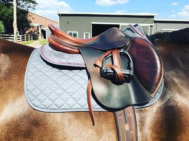OgilvyEq's tweet photo. We are loving the look of a gray on gray combo with the pop of burgundy! 
Super sleek and great for schooling.  The gray hides the dirt so well 🙌🏼
#saddlepad #halfpad 
  #📷 @mandyy.white #ogilvyequestrian #ogilvy https://t.co/adqCoIRtqk