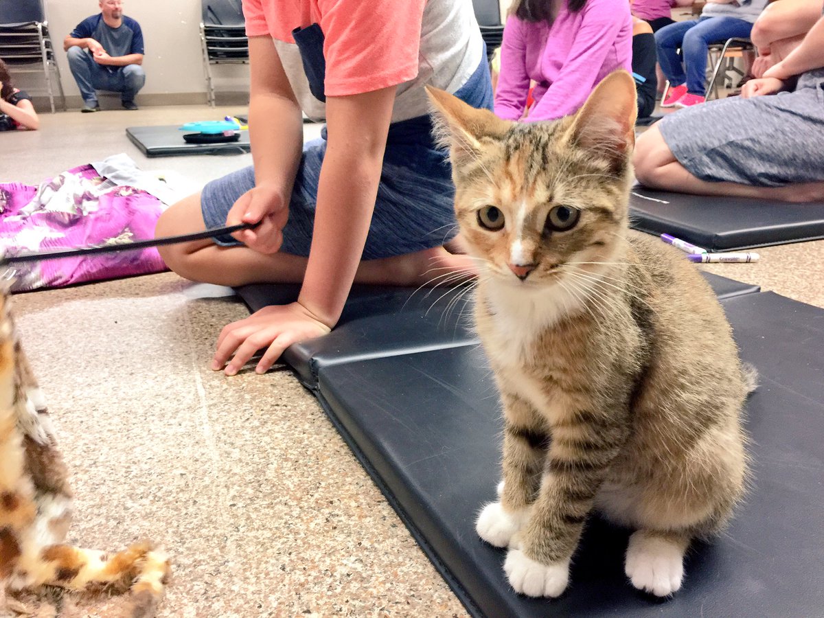JACK1023ldn's tweet photo. Cats of @JACK1023ldn. 🐱
#LdnOnt #ColouringWithKittens @art4animalscnd https://t.co/FzqN0W1s2I