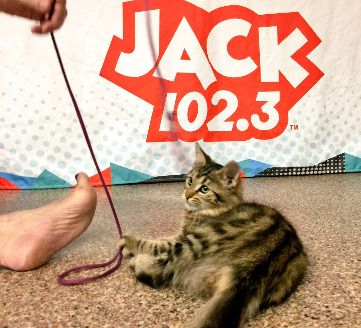 JACK1023ldn's tweet photo. Cats of @JACK1023ldn. 🐱
#LdnOnt #ColouringWithKittens @art4animalscnd https://t.co/FzqN0W1s2I