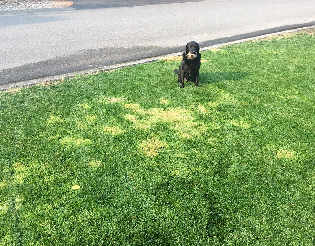 Trione from <a href="/PlanetTurfusa/">Planet Turf</a> herbicide taking bentgrass and Poa annua out of my Kentucky bluegrass yard #herbicide #weed