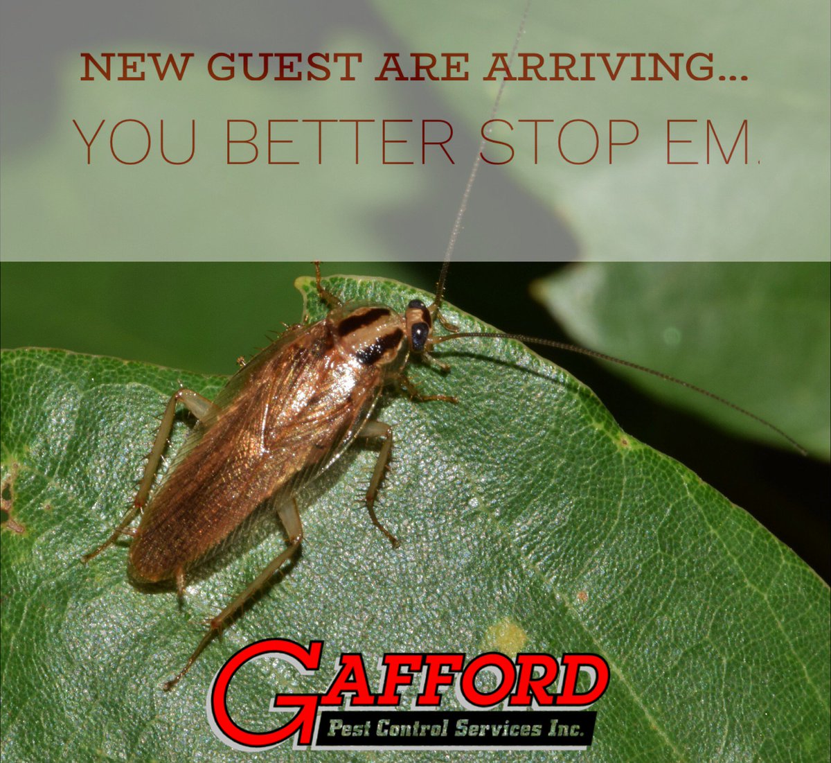 Gafford Pest Control (GaffordPest) Twitter
