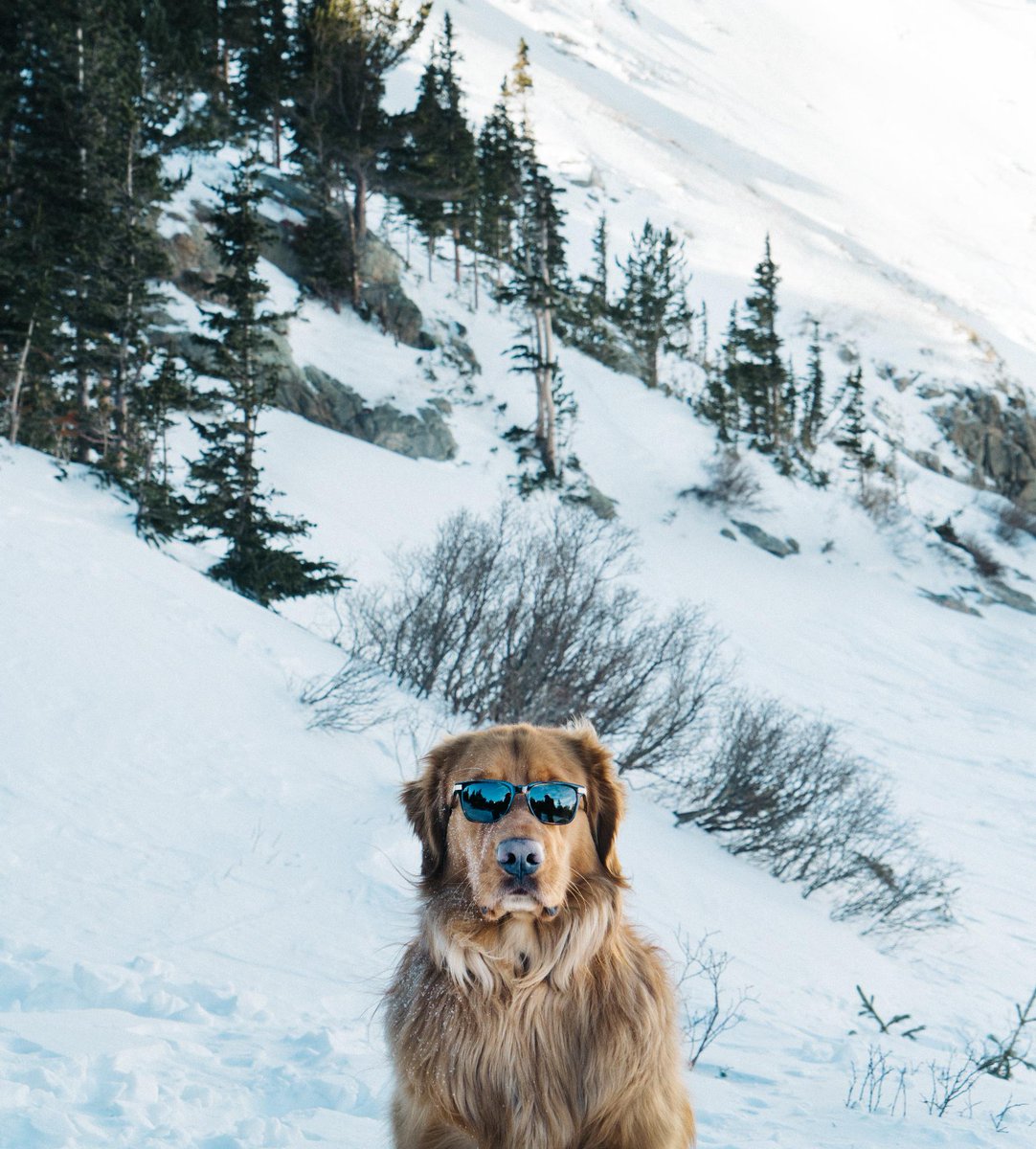 “Hi, I’m Aspen, Discovery’s first #AdventureBuddy. My favorite place to travel is anywhere with mountains and a lake that I can swim in.” 😍 📸 + caption by @AspenThePup